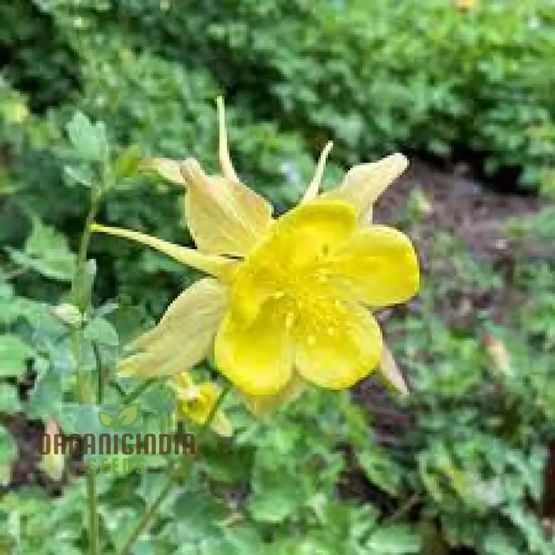 Aquilegia Vulgaris 'Sunbeams' Seeds - Premium Gardening Aquilegia, Beautiful Perennial Flowers for Your Garden