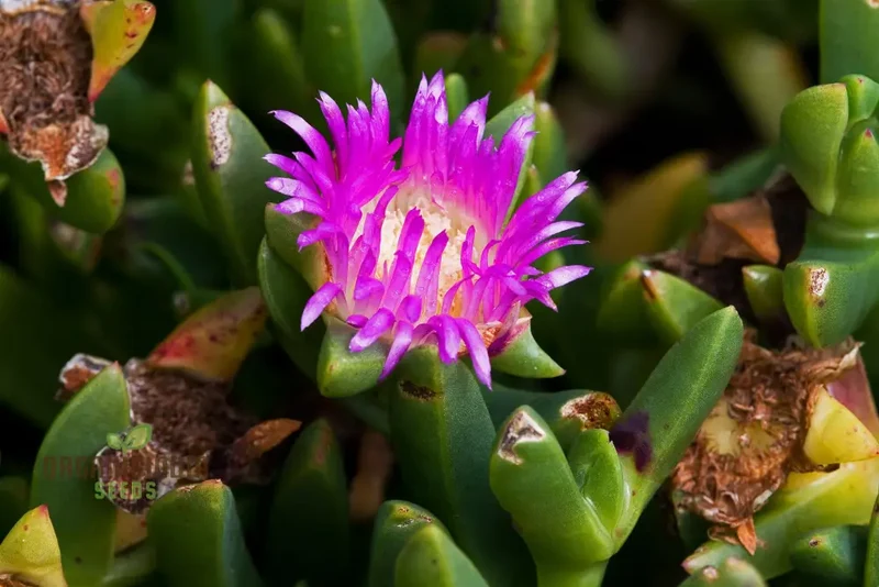 Carpobrotus Seeds (Carpobrotus rossii Seeds) - Premium Quality Seeds for Gardening