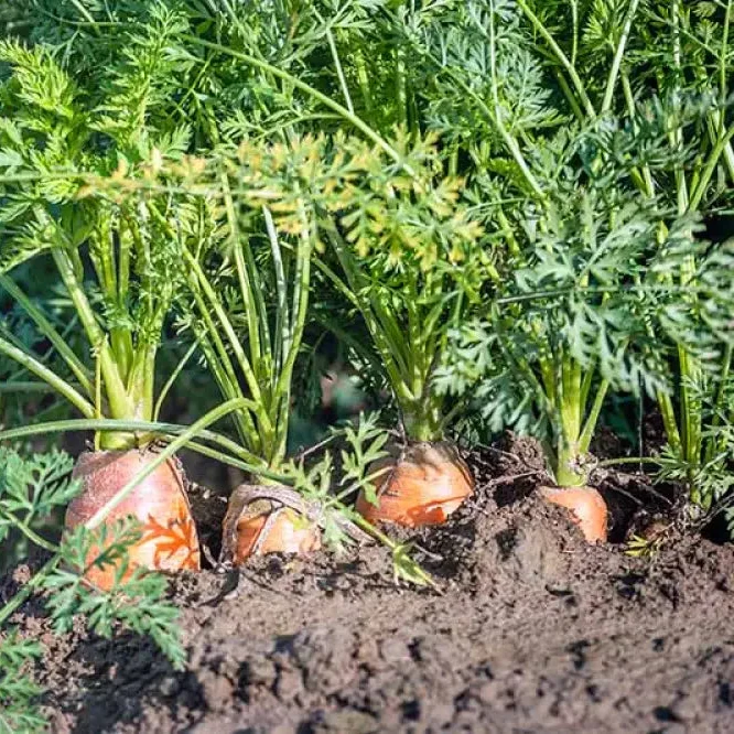 Danvers Carrot Seeds For planting - Premium Heirloom Variety for Bountiful Gardens | Shop Organic Gardening Supplies"