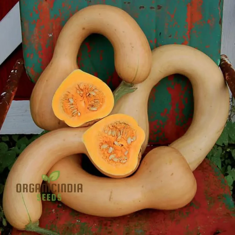 Pennsylvania Dutch Crookneck Squash Seeds - Harvest Traditional and Flavorful Crookneck Squash from Pennsylvania's Rich Agricultural Heritage
