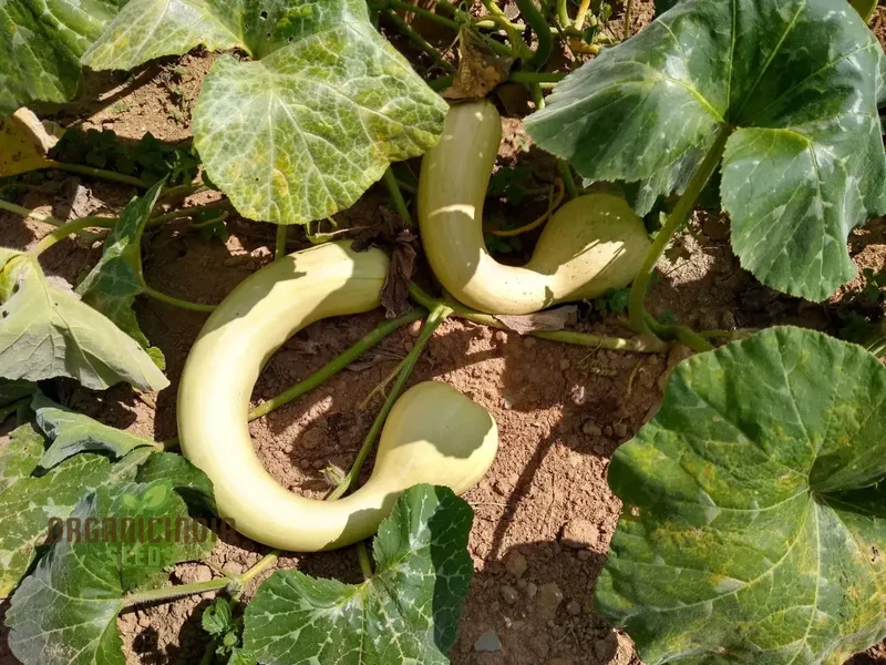 Pennsylvania Dutch Crookneck Squash Seeds - Harvest Traditional and Flavorful Crookneck Squash from Pennsylvania's Rich Agricultural Heritage