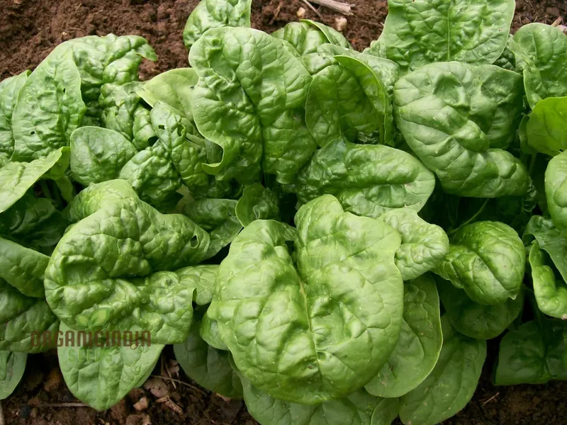 Bloomsdale Spinach Vegetable Seeds, Premium Quality Seeds for Your Garden, Ideal for Home Gardening