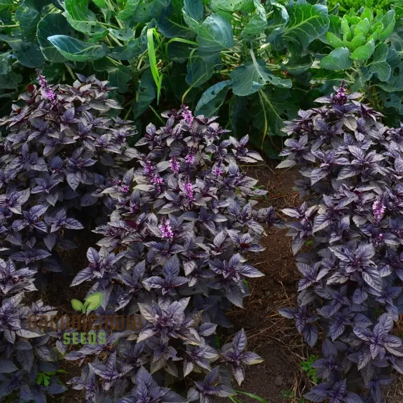 Purple Dark Opal Basil Seeds – Heirloom Aromatic Herb for Culinary & Ornamental Gardening