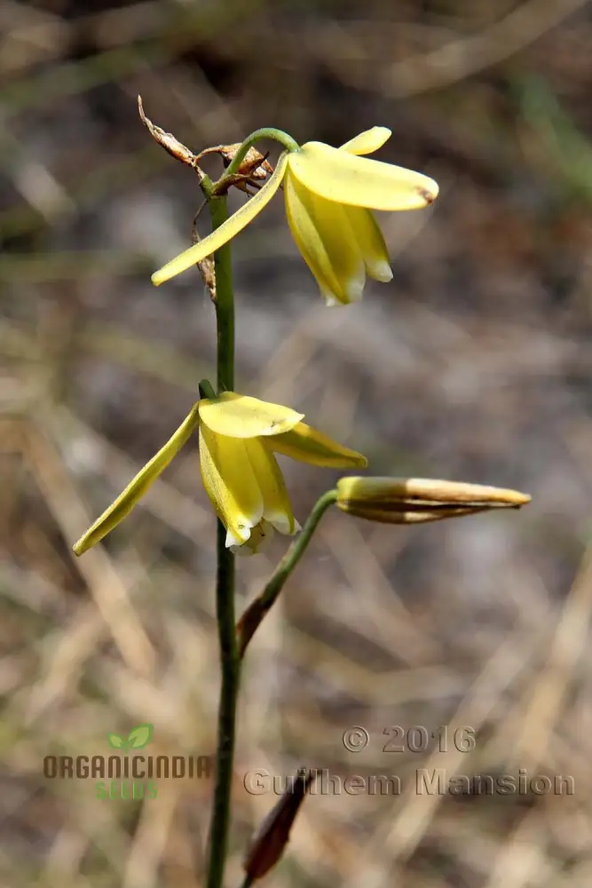 Albuca Juncifolia Flower Seeds, Cultivating Graceful Beauty with Expert Planting and Gardening