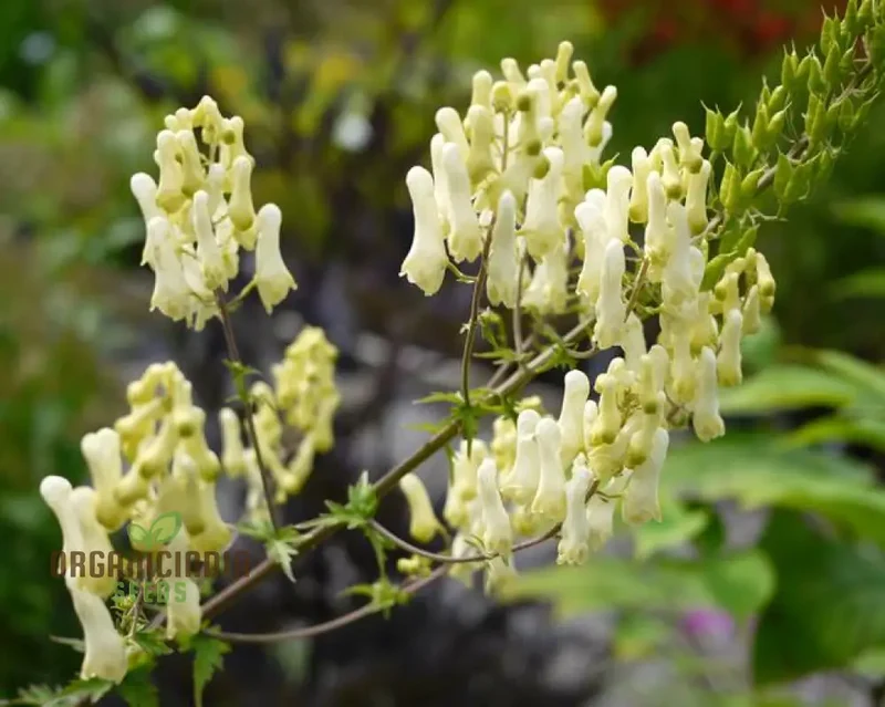 Aconitum Lamarckii Seeds, Enchant Your Garden with Its Graceful Beauty