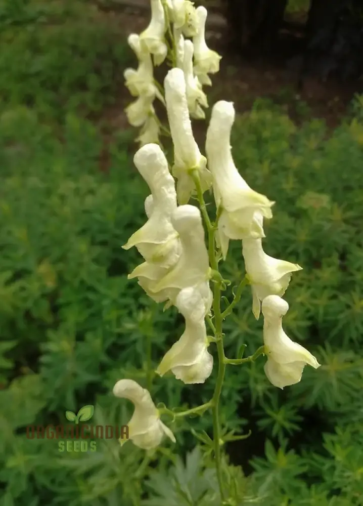 Aconitum Lamarckii Seeds, Enchant Your Garden with Its Graceful Beauty