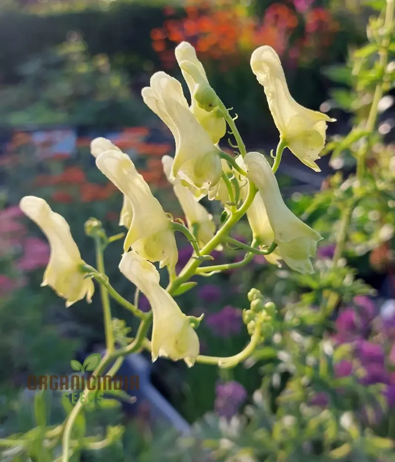 Aconitum Lamarckii Seeds, Enchant Your Garden with Its Graceful Beauty