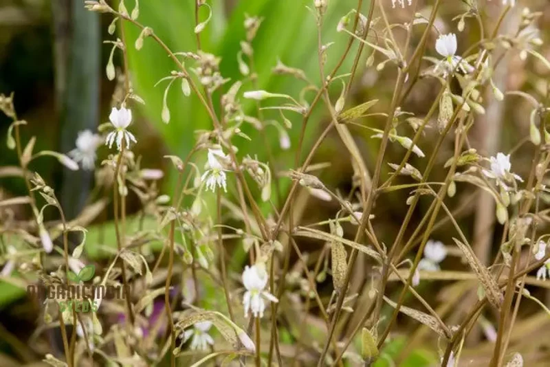 Arthropodium Candidum Bronze Seeds for Planting: Exquisite Garden Elegance for Your Outdoor Oasis - Shop Now!"