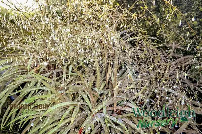 Arthropodium Candidum Bronze Seeds for Planting: Exquisite Garden Elegance for Your Outdoor Oasis - Shop Now!"