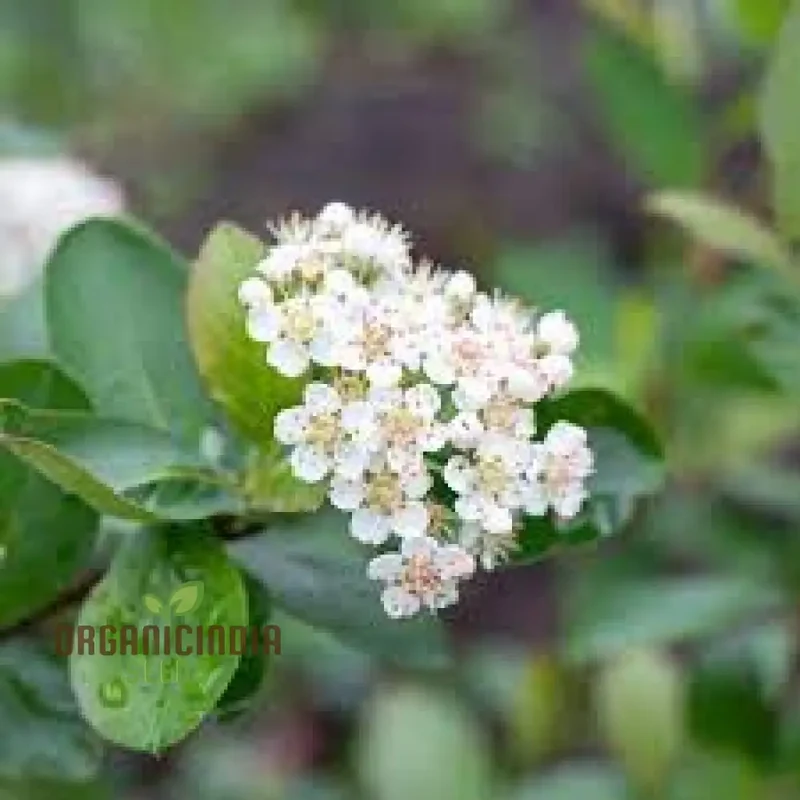 Aronia Melanocarpa Seeds For Planting: Hardy Gardening Superberry for Health Enthusiasts & Garden Lovers"