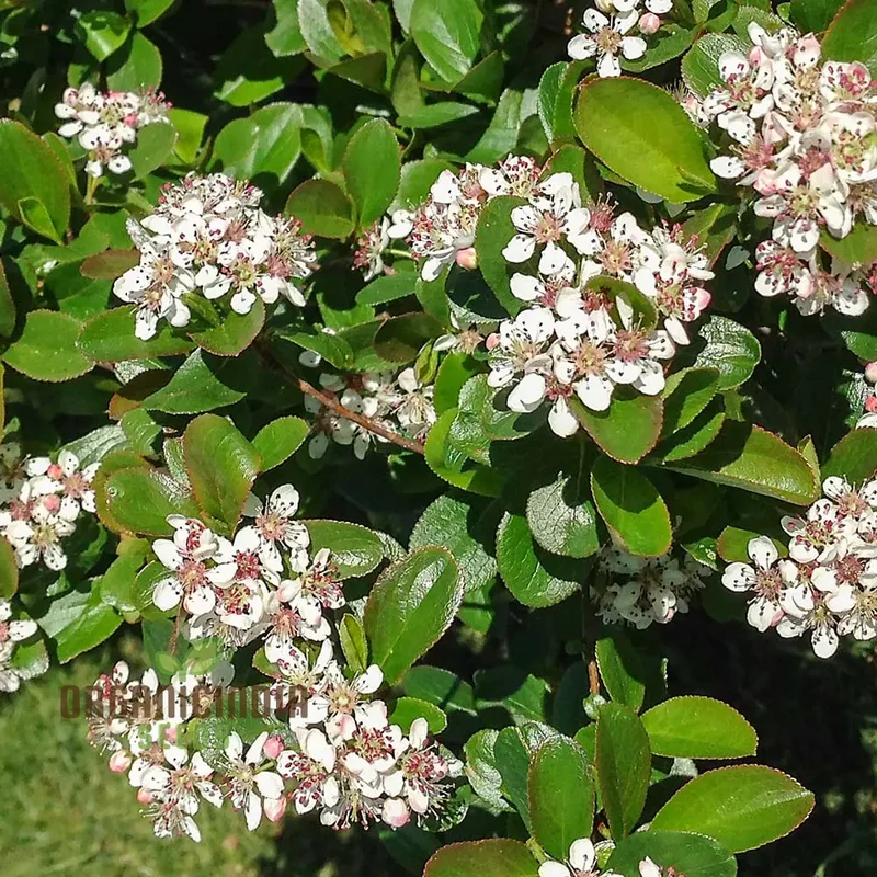 Aronia Melanocarpa Seeds For Planting: Hardy Gardening Superberry for Health Enthusiasts & Garden Lovers"