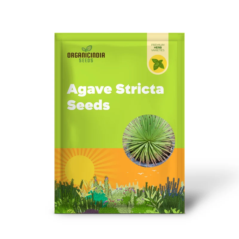 Agave stricta Seeds for Planting – Unique Spiky Form, Drought-Tolerant Desert Plant