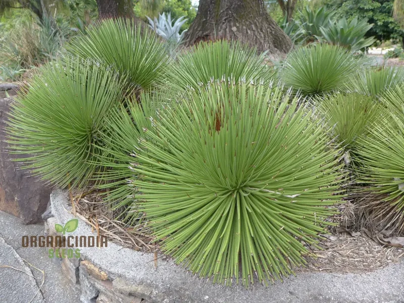 Agave stricta Seeds for Planting – Unique Spiky Form, Drought-Tolerant Desert Plant