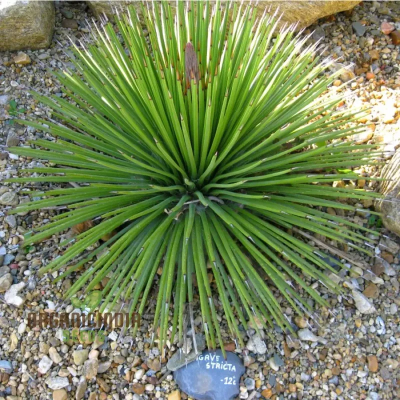 Agave stricta Seeds for Planting – Unique Spiky Form, Drought-Tolerant Desert Plant