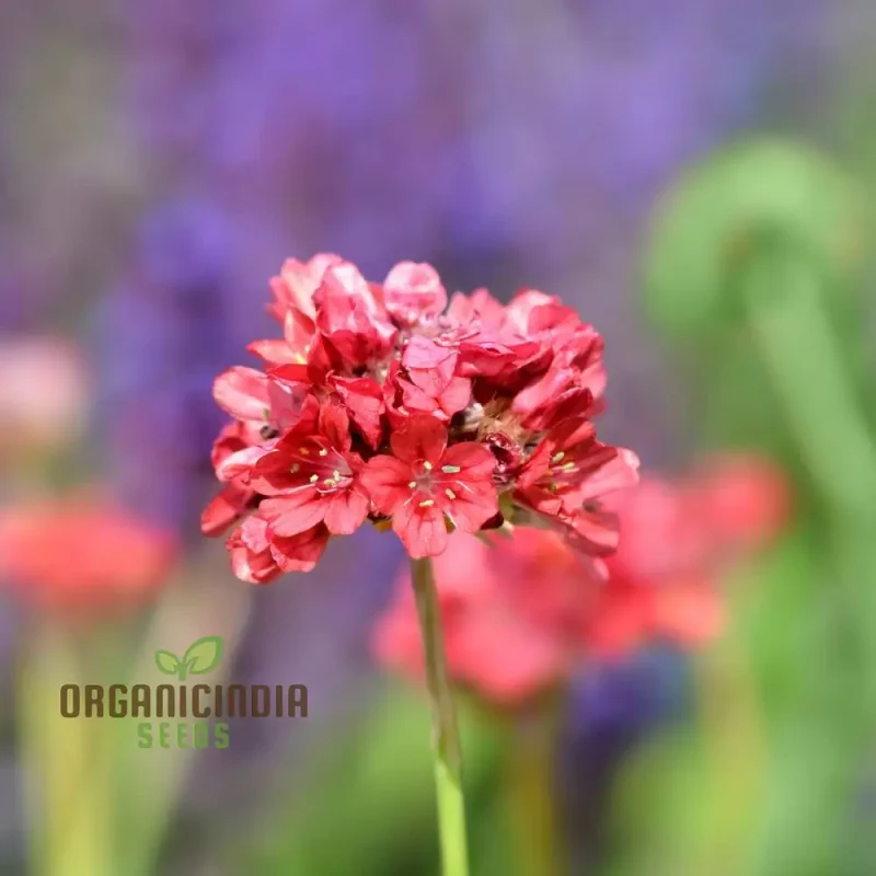 Armeria Seeds (Ballerina Red Armeria Seeds) - Vibrant Blooms and Hardy Perennial for Colorful Displays