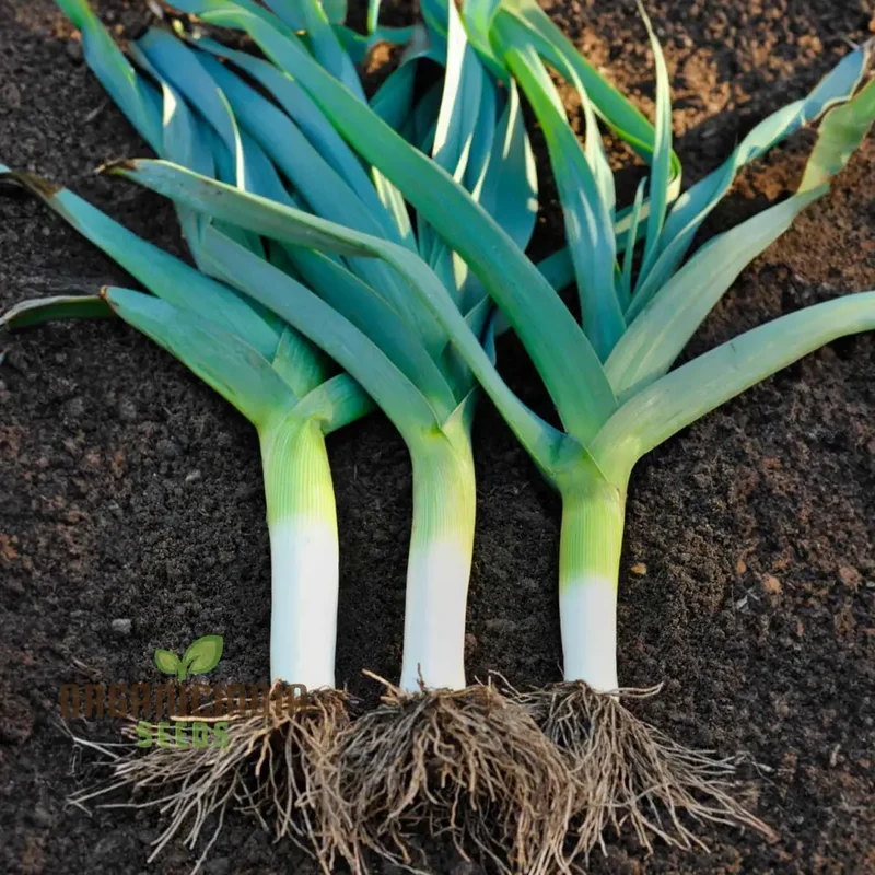 LEEK BLUE SOLAISE Seeds for Vibrant Gardening | Heirloom Vegetable Seeds for Your Sustainable Garden