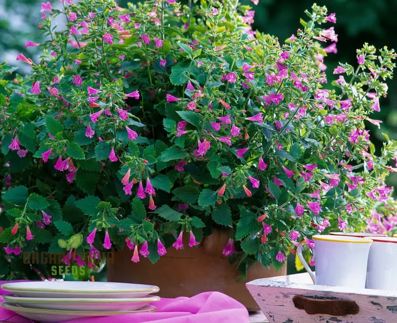 Calamintha Grandiflora Flower Seeds for Planting, Cultivating Stunning Blooms with Expert Planting and Gardening