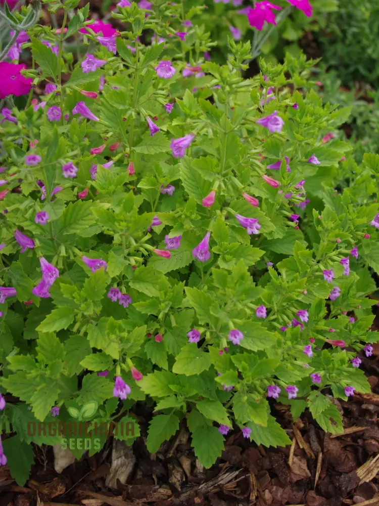 Calamintha Grandiflora Flower Seeds for Planting, Cultivating Stunning Blooms with Expert Planting and Gardening
