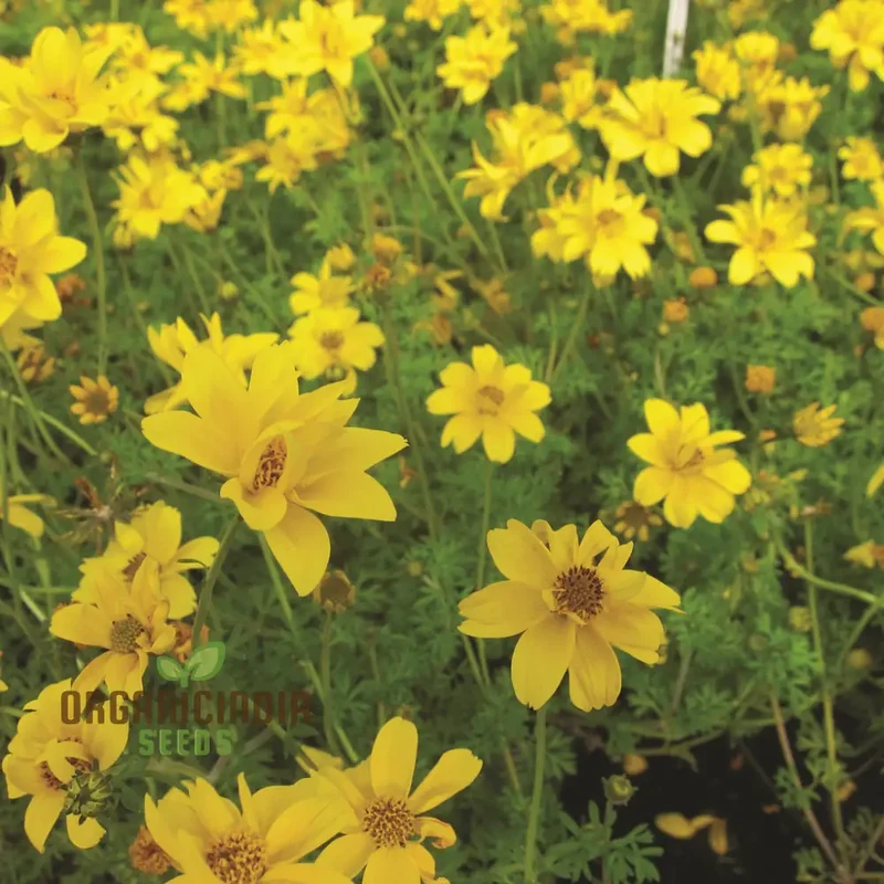 Bidens Ferulifolia Gold Nuggets Seeds For Planting, Brighten Your Garden with Golden Blooms