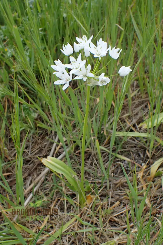 Allium Neapolitanum Flower Seeds for Planting, Premium Quality Seeds for Stunning Garden