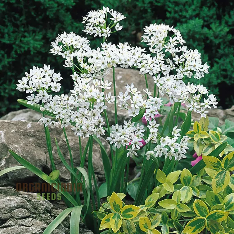 Allium Neapolitanum Flower Seeds for Planting, Premium Quality Seeds for Stunning Garden