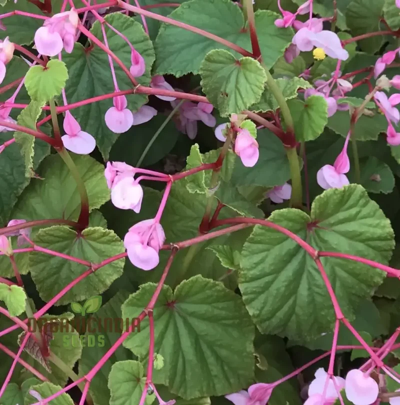 Begonia Grandis Subs Evansiana Seeds For Planting: Elegant Perennial for Enthusiastic Gardeners and Plant Enthusiasts
