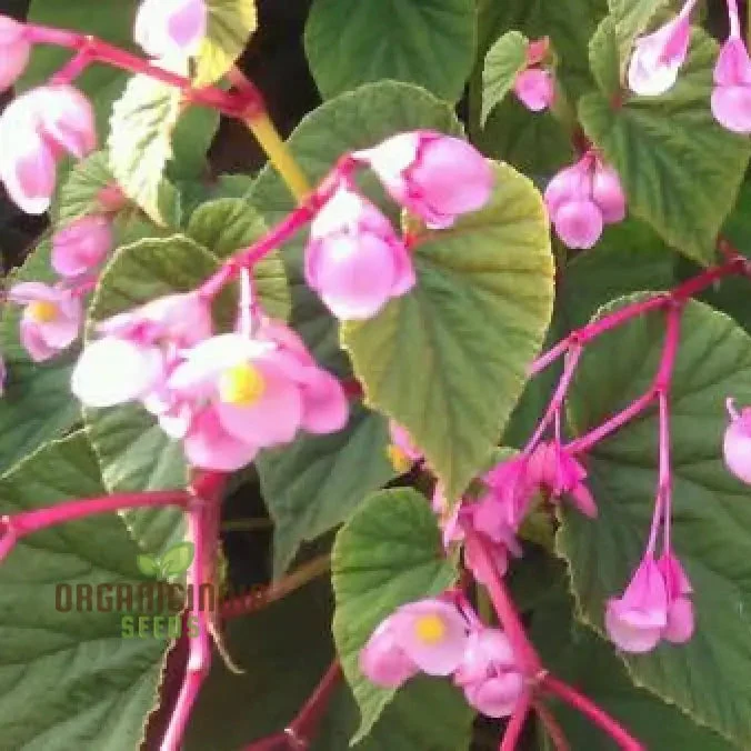 Begonia Grandis Subs Evansiana Seeds For Planting: Elegant Perennial for Enthusiastic Gardeners and Plant Enthusiasts