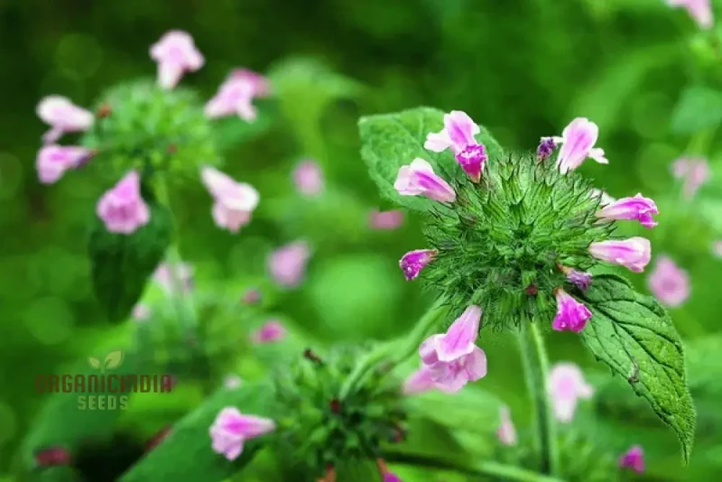 Calamintha Clinopodium Flower Seeds for Planting, Cultivating Fragrant Blooms with Expert Planting