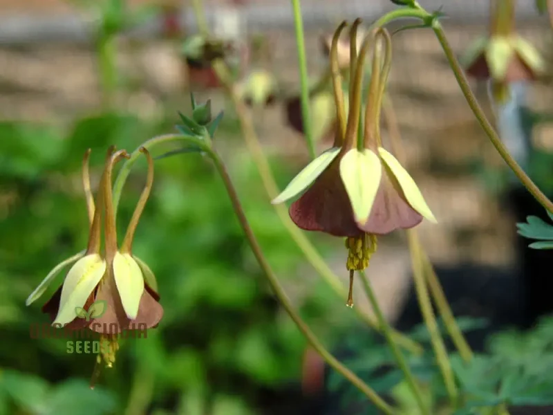 Buy Aquilegia Viridiflora Seeds for Gardening Enthusiasts | High-Quality Columbine Seeds