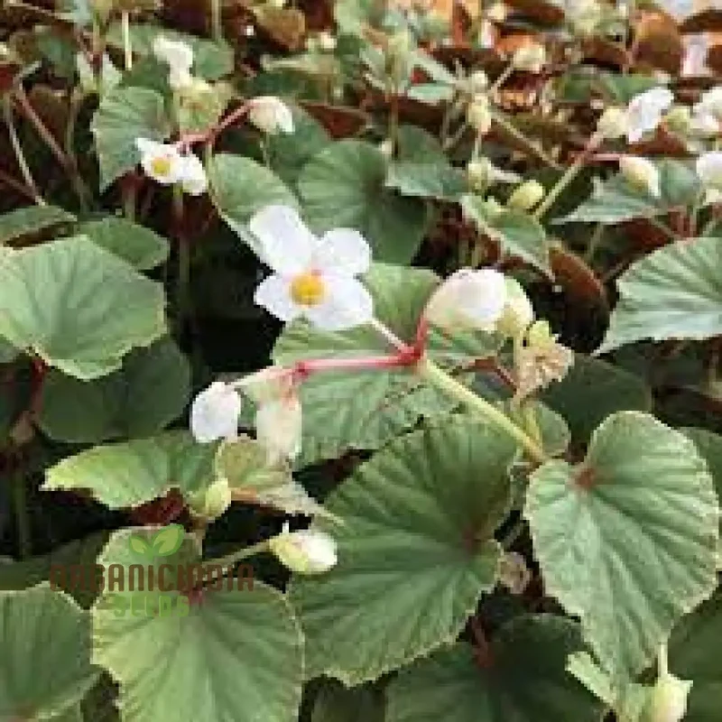 Begonia Grandis Alba Subsp Evansiana Seeds For Planting - Exquisite Gardening Delight for Discerning Plant Enthusiasts