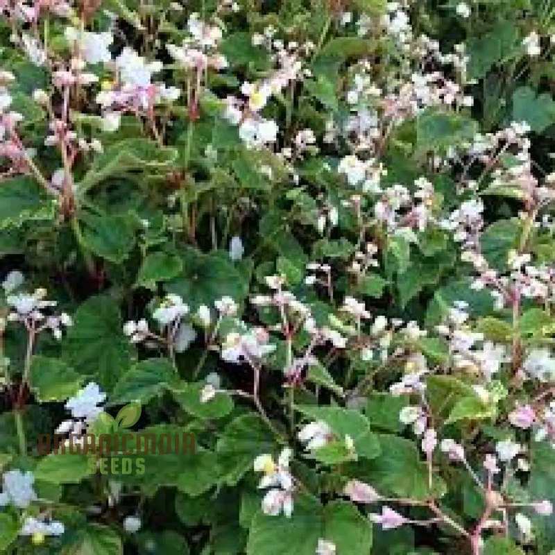 Begonia Grandis Alba Subsp Evansiana Seeds For Planting - Exquisite Gardening Delight for Discerning Plant Enthusiasts