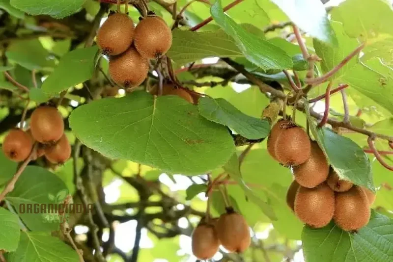 Kiwi Fruit Golden Seeds for Vibrant Gardening Enthusiasts: High-Quality Seeds for Your Lush Garden