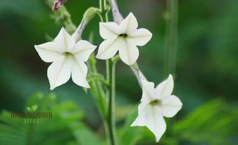 Night-Scented Tobacco Flower Seeds, Enhance Your Garden with Fragrant Beauty Using Expert Planting and Gardening