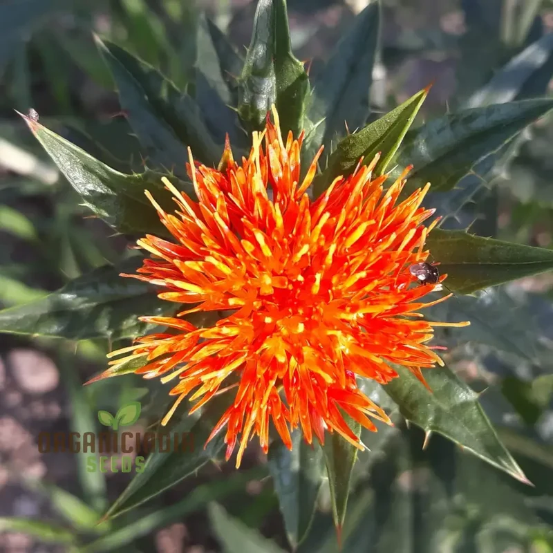 Lorenzo Trussoni Heirloom Safflower Flower Seeds, Cultivate Timeless Beauty in Your Garden with Expert Planting and Gardening