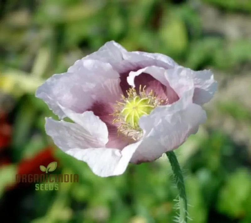 Elka White Poppy Seeds – Premium Garden Bloom Variety for Elegant Planting