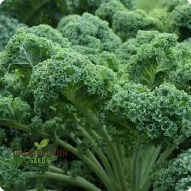 Dwarf Blue Curled Kale Seeds - Perfect for Home Gardens, Packed with Flavor and Health Benefits