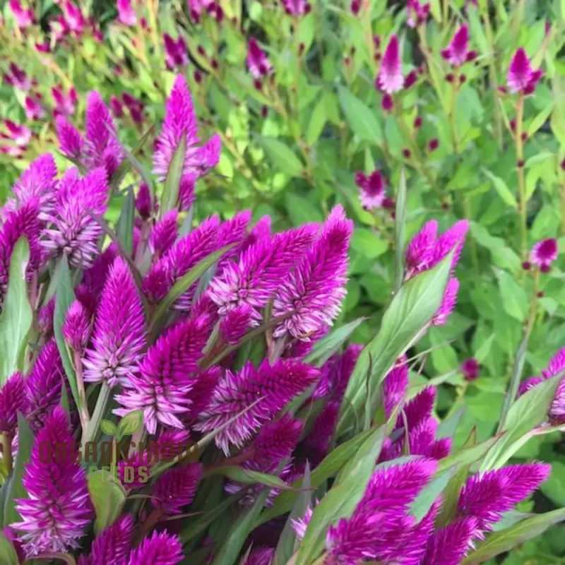 Ruby Parfait Flower Seeds, Enhance Your Garden with Radiant Beauty Using Expert Planting and Gardening Techniques