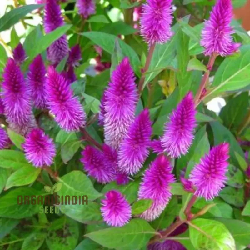 Ruby Parfait Flower Seeds, Enhance Your Garden with Radiant Beauty Using Expert Planting and Gardening Techniques