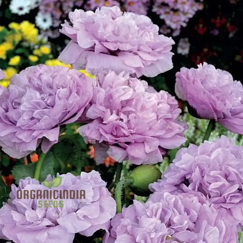 Lavender Double Poppy Flower Seeds, Cultivating Beauty and Tranquility in Your Garden with Expert Planting and Gardening