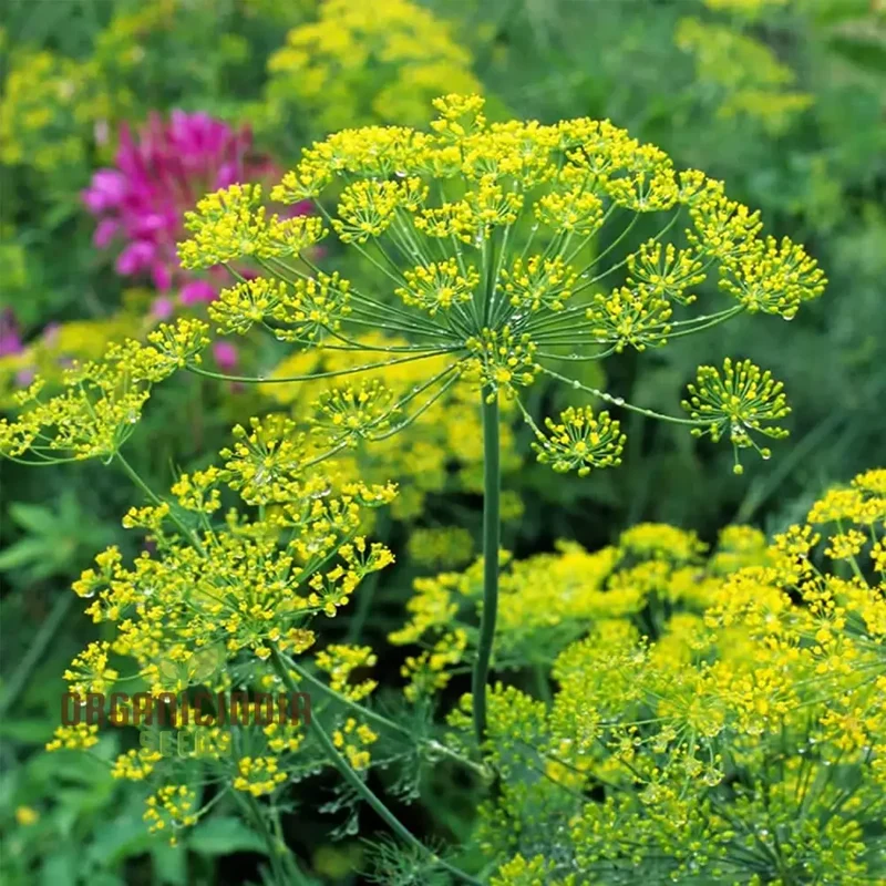 Bouquet Dill Seeds – Aromatic, Fast-Growing Herb for Home Gardening & Containers