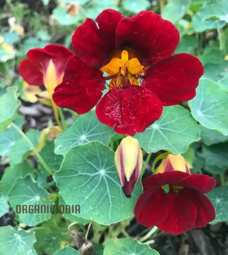 Black Velvet Nasturtium Seeds – Dark Bloom Variety for Garden Planting