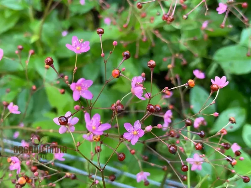 Jewels of Opar Flower Seeds – Premium Ornamental Variety for Vibrant Garden Displays