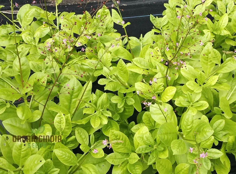 Jewels of Opar Flower Seeds – Premium Ornamental Variety for Vibrant Garden Displays