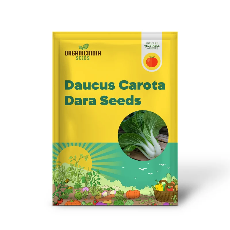 Daucus Carota Dara Seeds: Elevate Your Gardening Experience with Stunning, Multi-Colored Queen Anne's Lace Blooms!