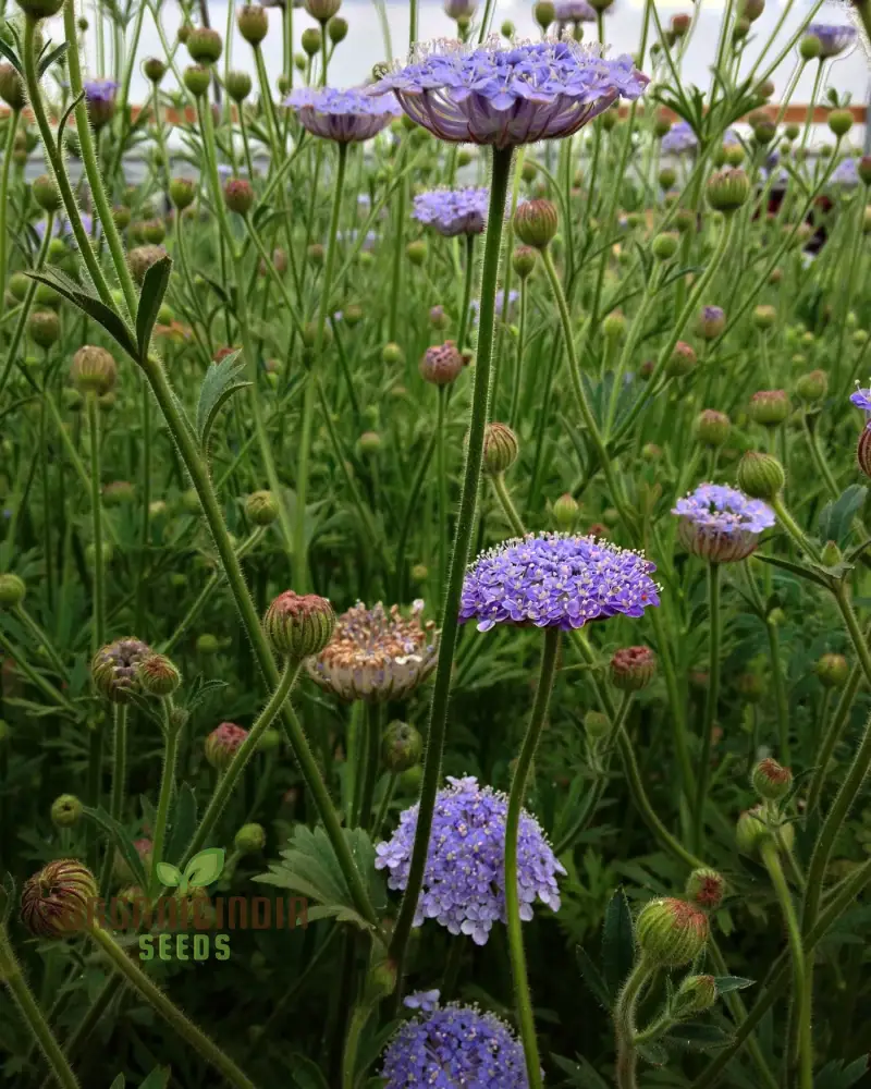 Didiscus Caerulea Lacy Blue Seeds - Grow Delicate and Lacy Blue Didiscus Flowers in Your Garden