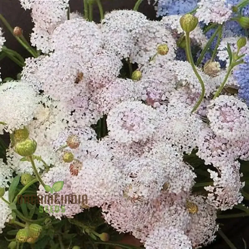 Didiscus caerulea Lacy Pink Flower Seeds, Cultivating Elegant Beauty in Your Garden with Expert Seed Planting and Gardening Techniques"