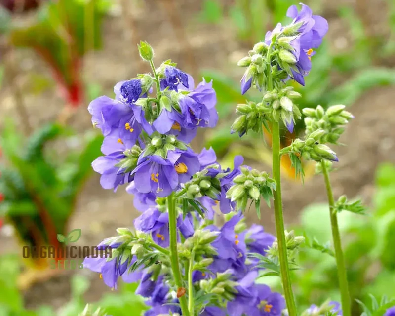 JACOBS LADDER Flower Seeds: Premium Climbing Plants for Vertical Garden Spaces