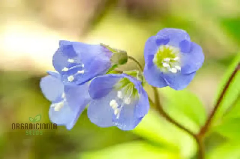 JACOBS LADDER Flower Seeds: Premium Climbing Plants for Vertical Garden Spaces