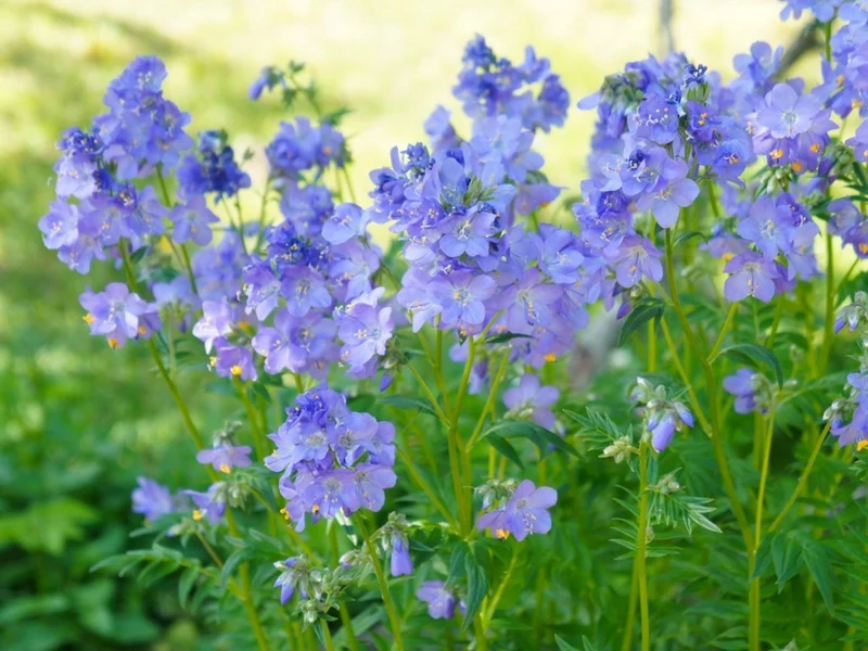 JACOBS LADDER Flower Seeds: Premium Climbing Plants for Vertical Garden Spaces