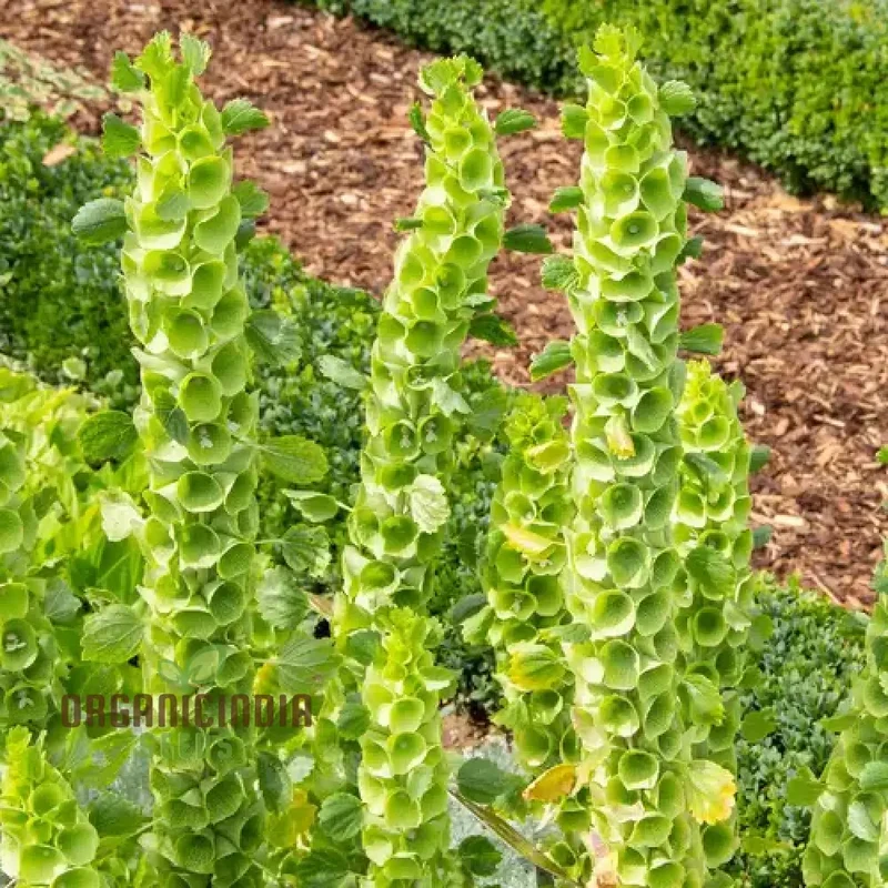 Bells of Ireland (Molucella laevis) Seeds for Unique and Striking Floral Displays